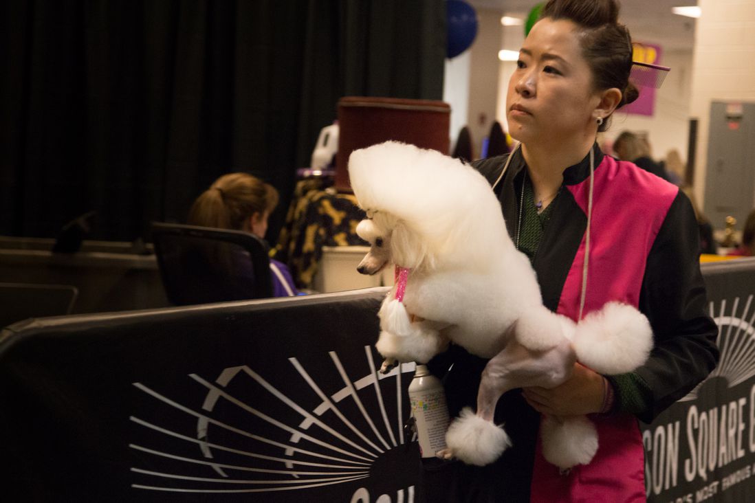 This dog wants to pitch you on a really exciting proposal for a music booking app, wait, no seriously, just hold on one second, okay but, can you at least give notes on the pitch deck? (Jenn Hsu/Gothamist)